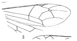 Demophorus fumipennis aile 1937 N. Théobald Holotype, éch Am14 p. 305 pl. XXIV Hyménoptères du Stampien d'Aix-en-Provence.