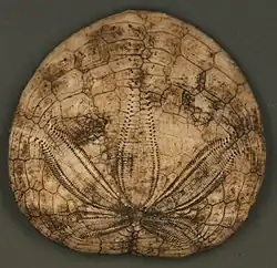 Fossile de Dendraster gibbsii (Pléistocène de Californie).