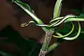Dendrelaphis formosus
