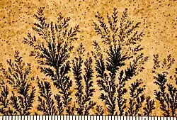 Dendrite (Allemagne)