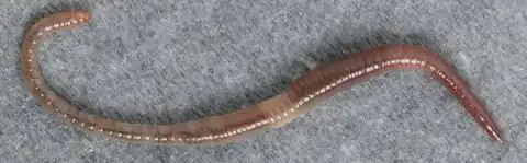 Dendrobaena octaedra est un ver de terre des forêts. C'est une espèce épigée et straminicole (littéralement qui vit dans la litière).