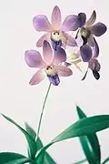 Dendrobium hybride