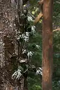 Dendrobium aemulum, dans le parc national de Lamington, dans le Queensland, en Australie.