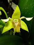 Dendrobium macrophyllum, au Jardin botanique de Heidelberg, en Allemagne.