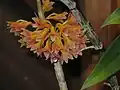 Dendrobium x usitae, au Jardin des fleurs de la préfecture d'Osaka, au Japon.