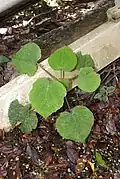 Jeune plante.