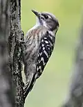 Photo couleur montrant, en gros plan, sur un fond vert clair, un oiseau (tête et ventre bruns, dos noir et blanc) agrippé à un tronc d'arbre (bord gauche de la photo).