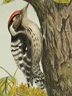 Male.