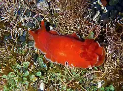 Dendrodoris fumata