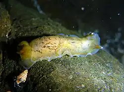 Dendrodoris nigra