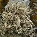 Dendrographa leucophaea.