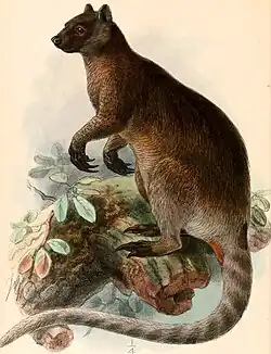 Dendrolagus inustus