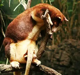 Dendrolagus matschiei