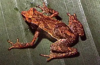Description de l'image Dendrophryniscus berthalutzae01.jpg.