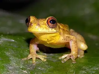 Description de l'image Dendropsophus bogerti.jpg.