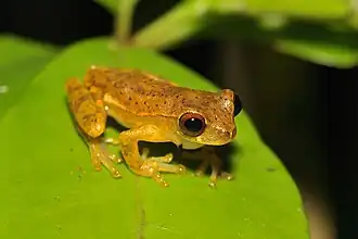 Description de l'image Dendropsophus brevifrons 59106628.jpg.