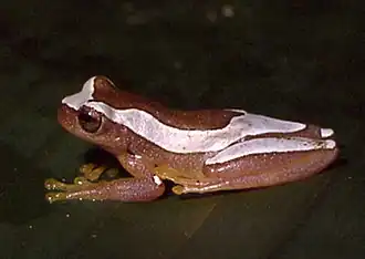 Description de l'image Dendropsophus elegans.jpg.