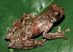 Description de l'image Dendropsophus giesleri IRDias2014 (cropped).jpg.