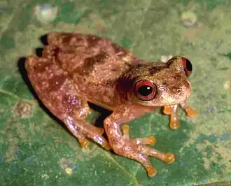Description de l'image Dendropsophus joannae.jpg.