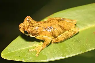Description de l'image Dendropsophus microps.jpg.