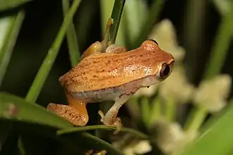 Description de l'image Dendropsophus nanus01.jpg.