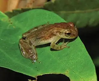 Description de l'image Dendropsophus oliveirai (10.3897-zookeys.753.21438) Figure 3 (cropped).jpg.