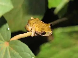Description de l'image Dendropsophus pauiniensis 12281073.jpg.