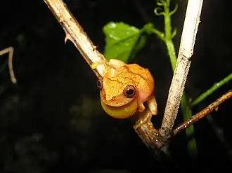 Description de l'image Dendropsophus sartori.jpg.
