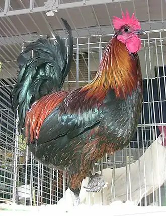 Chanteur de Denizli à une exposition