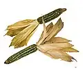 Zea mays « Oaxacan Green », Muséum de Toulouse.