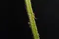 Texture de stipe