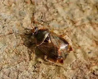 Description de l'image Deraeocoris flavilinea01.jpg.