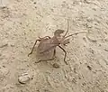Coreinae Mictini : Derepteryx hardwicki, Népal