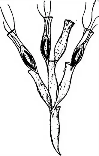 Description de l'image Derepyxis amorpha Stokes 1885.jpg.