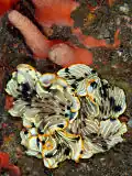 Dermatobranchus gonatophorus