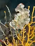 Dermatobranchus nigropunctatus