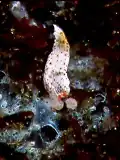 Dermatobranchus otome