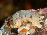 Dermatobranchus semistriatus