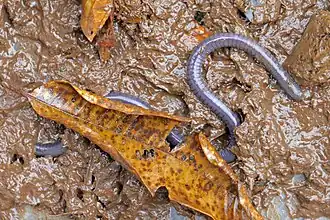 Description de l'image Dermophis parviceps 30387147.jpg.