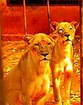 Des_lionnes_à_Yaoundé_au_Cameroun