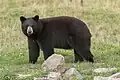 Ours noir