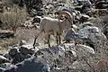 Mouflon canadien de désert&nbsp;(en), parc d'État d'Anza-Borrego Desert