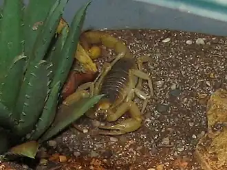 Description de l'image Desert Hairy Scorpian.jpg.