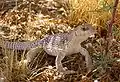 Dipsosaurus dorsalis.