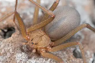 Description de l'image Desert recluse, Mojave Desert, California (50171192591).jpg.
