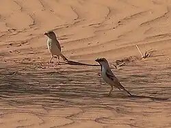 Benichab, Mauritanie