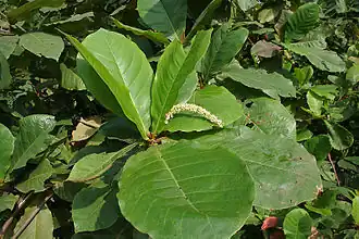 Terminalia catappa.