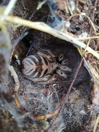 Description de l'image Detalle de araña en nido en la quebrada Aquilpo.jpg.