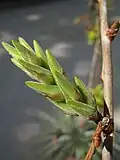 Inflorescence.