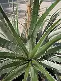 Détail des rosettes.
